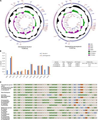 Gene Arrangement and Adaptive Evolution in the Mitochondrial Genomes of Terrestrial Sesarmid Crabs Geosesarma faustum and Geosesarma penangensis